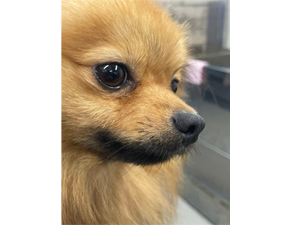 生徒が撮影したモデル犬たち♪